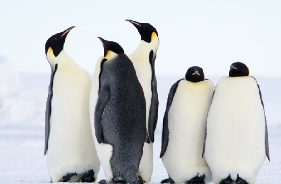 飼育員になるにはナビ 長崎ペンギン水族館で飼育員 正規職員 を募集