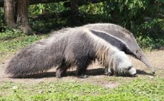 飼育員になるにはナビ 動物園水族館の飼育員の給料と年収はどのくらいか