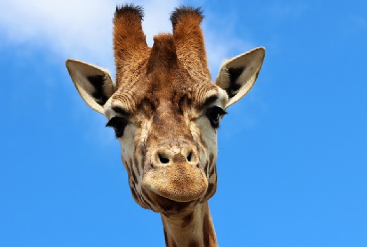 飼育員になるにはナビ 羽村市動物公園で飼育スタッフ アルバイト の募集を実施