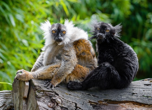 飼育員になるにはナビ 横浜市では動物園課繁殖センター研究補助業務 有期職員 の募集を開始