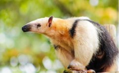 飼育員になるにはナビ 動物園水族館の飼育員の給料と年収はどのくらいか