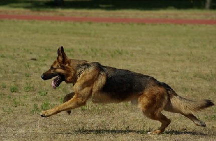 飼育員になるにはナビ 警察犬訓練所 見習い訓練士の募集