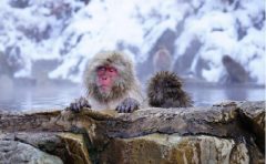 飼育員になるにはナビ 名古屋市東山動物園 飼育員募集