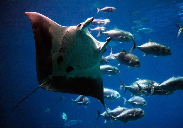 飼育員になるにはナビ 沖縄美ら海水族館で解説員 契約職員 を募集