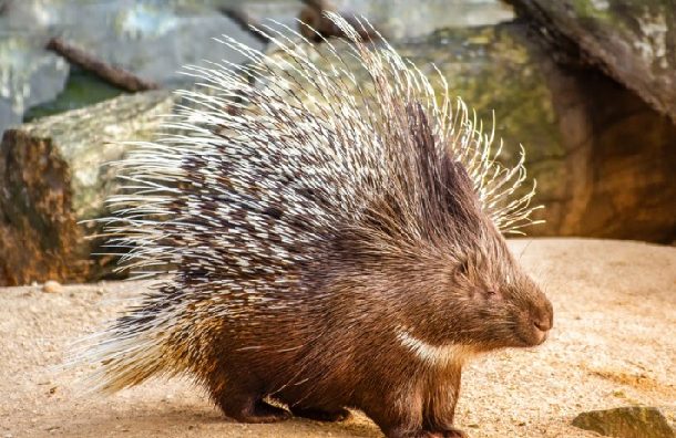 飼育員になるにはナビ 動物園水族館の飼育員の給料と年収はどのくらいか