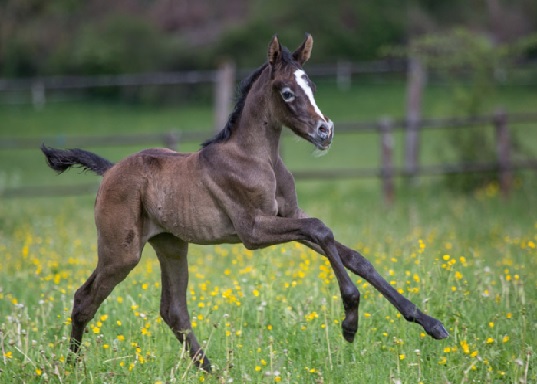 飼育員になるにはナビ 競走馬の調教師になるにはどうすればなれるか