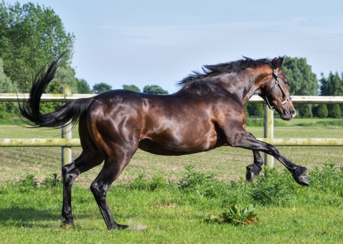 飼育員になるにはナビ 御殿場にある乗馬クラブで厩舎スタッフ募集