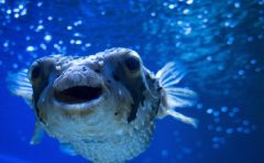 飼育員になるにはナビ 水族館飼育員の1日の仕事の内容 魚類担当編