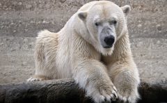 飼育員になるにはナビ 名古屋市東山動物園で動物園環境教育解説員 契約職員 を募集 飼育員になるにはナビ 名古屋市東山動物園で動物園環境教育解説員 契約職員 を募集