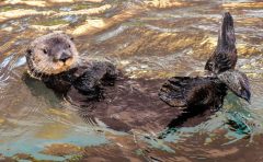 飼育員になるにはナビ 動物園水族館の飼育員の給料と年収はどのくらいか