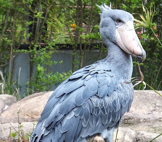 飼育員になるにはナビ 東京動物園協会で飼育展示部門 嘱託員 の募集を開始