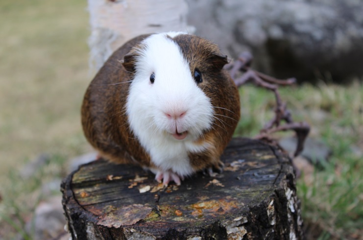 飼育員になるにはナビ 豊川市赤塚山公園で飼育員を募集